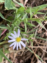 Symphyotrichum divaricatum