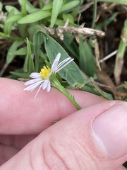 Symphyotrichum divaricatum
