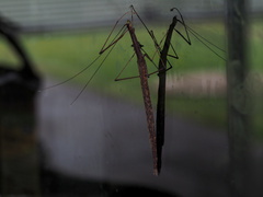 Sipyloidea larryi
