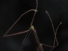 Sipyloidea larryi