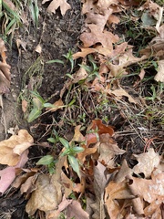 Persicaria longiseta