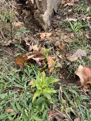 Persicaria longiseta