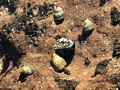 Littoraria pintado