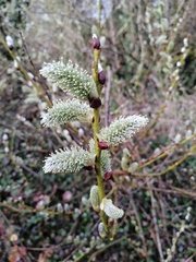 Salix caprea