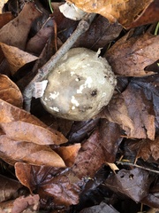 Agaricus hondensis