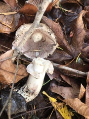 Agaricus hondensis