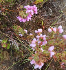 Erica hirtiflora