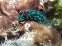 Nembrotha kubaryana