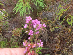 Erica hirtiflora