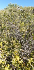 Melaleuca lanceolata