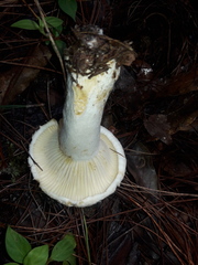 Lactarius mexicanus