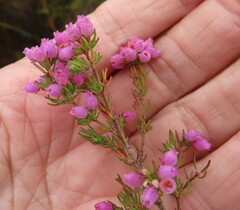 Erica hirtiflora