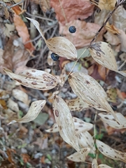 Polygonatum odoratum