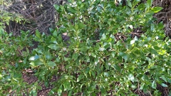 Myoporum insulare
