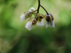 Draba verna