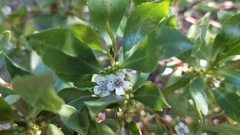 Myoporum insulare