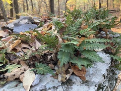 Polypodioideae