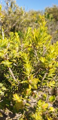 Melaleuca lanceolata