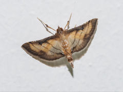 Marasmia