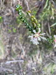 Pimelea nivea
