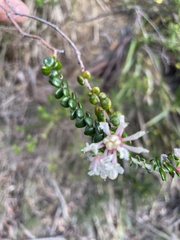 Pimelea nivea