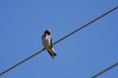 Cecropis abyssinica