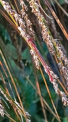 Xanthocnemis zealandica