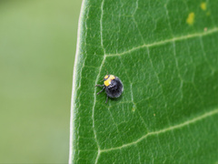 Apolinus lividigaster