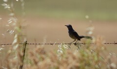 Cercotrichas coryphoeus