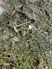 Hygroamblystegium humile