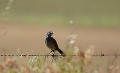 Cercotrichas coryphoeus