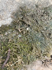 Hygroamblystegium humile