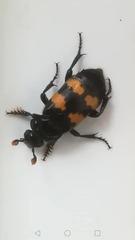 Nicrophorus interruptus