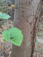 Alnus hirsuta