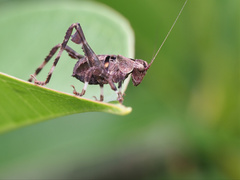 Ephippitytha kuranda