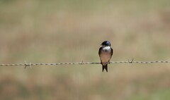 Hirundo dimidiata