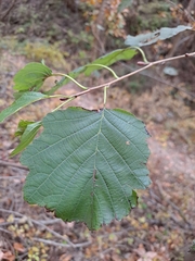Alnus hirsuta