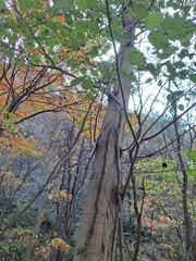 Alnus hirsuta
