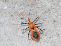 Gminatus wallengreni