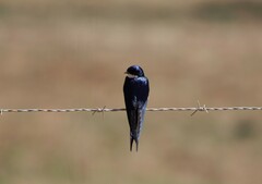 Hirundo dimidiata