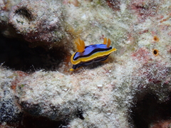 Chromodoris