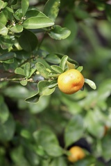 Citrus × microcarpa