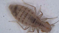 Trogium pulsatorium