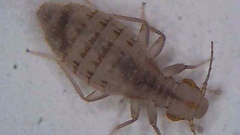Trogium pulsatorium