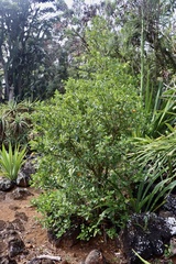 Citrus × microcarpa