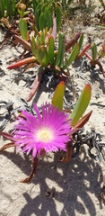 Carpobrotus rossii
