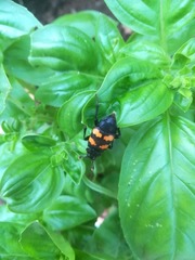 Nicrophorus interruptus