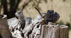 Upupa epops africana