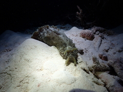 Dolabella auricularia