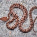 Brown Spotted Pitviper - Photo (c) Spark, some rights reserved (CC BY-NC), uploaded by Spark